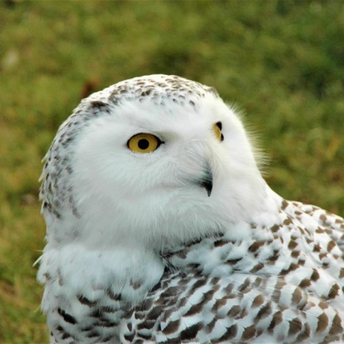 SCHNELLE übernimmt Tierpatenschaft von HEDWIG - einer Schneeeule